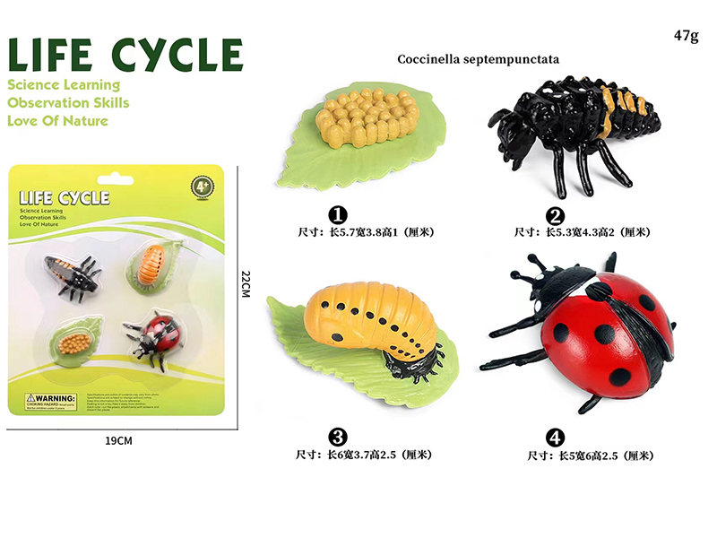 Coccinella Septempunctata Life Cycle Model 4pcs