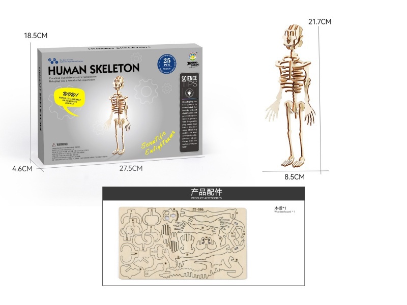Wood Science And Education Small Experiment - Human Bones (25Pcs)