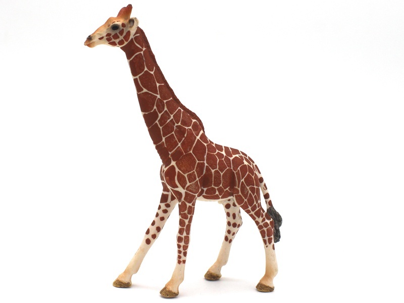 New Male Giraffe