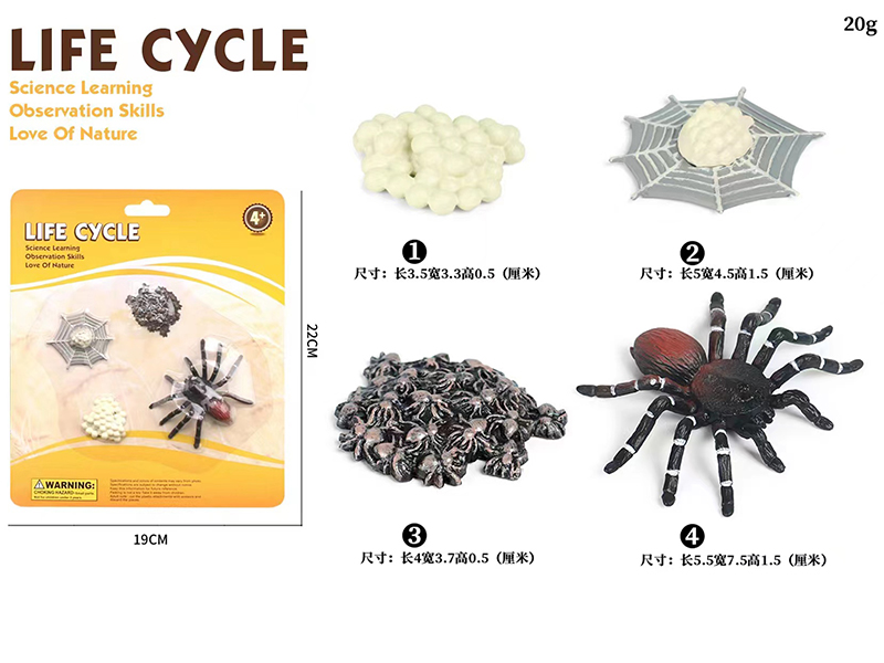 Spider Life Cycle Model 4pcs