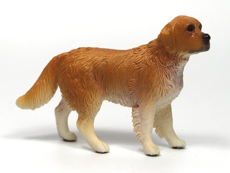 Male Golden Retriever
