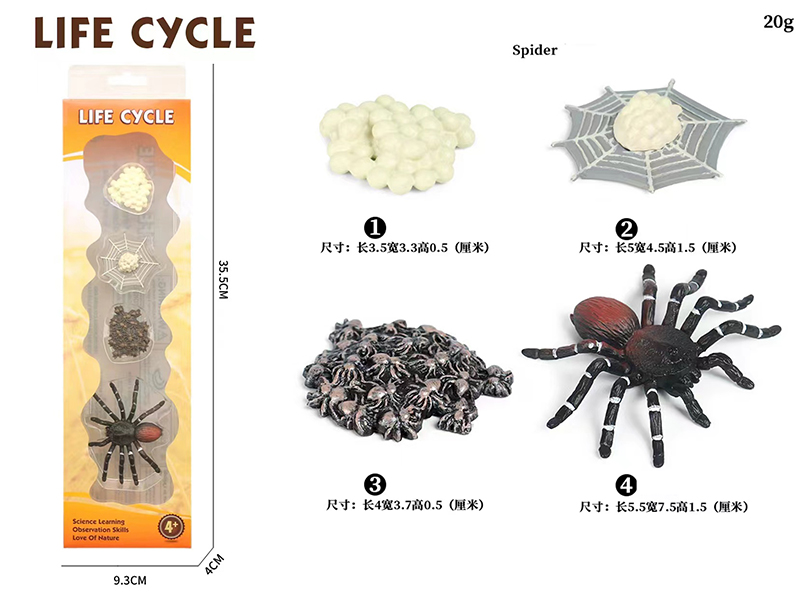 Spider Life Cycle Model 4pcs