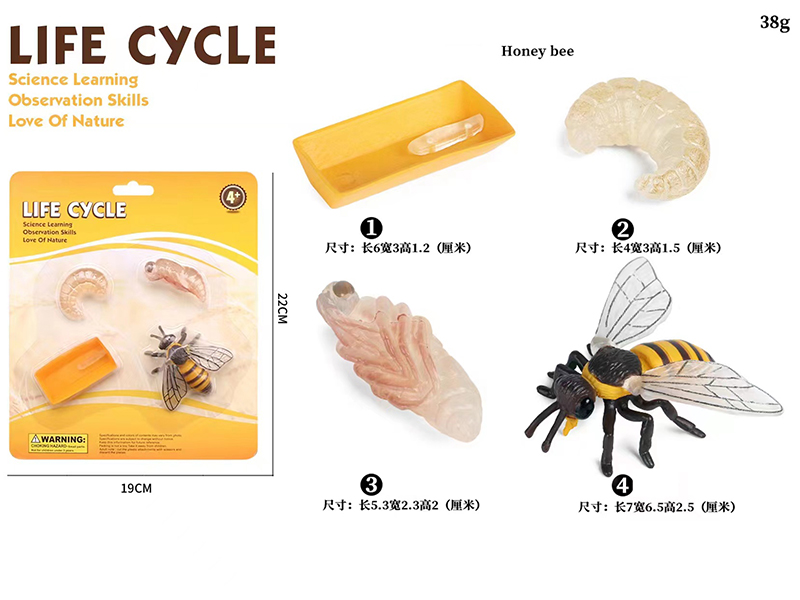 Bee Life Cycle Model 4pcs