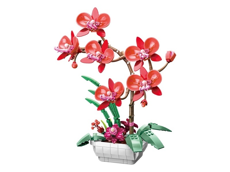 Phalaenopsis Building Blocks