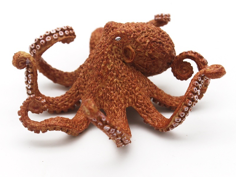 Octopus