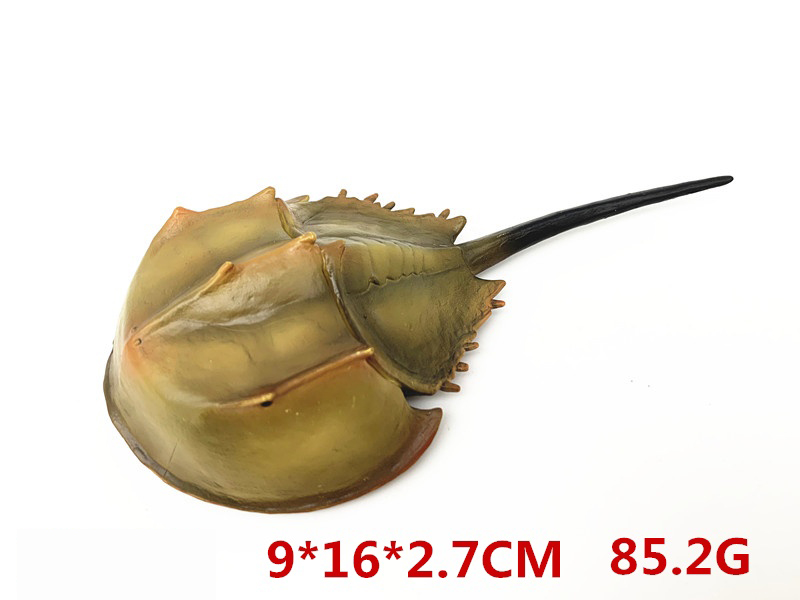 Horseshoe Crabs