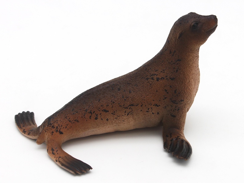 The Brown Sea Lion Has Black Dots