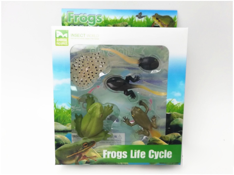 Frogs Life Cycle Model
