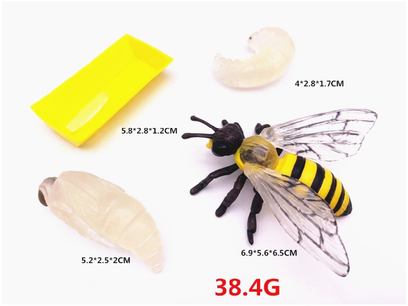 Bee Life Cycle Model