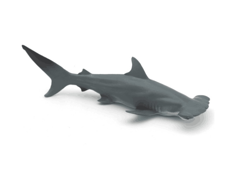 Hammerhead Shark