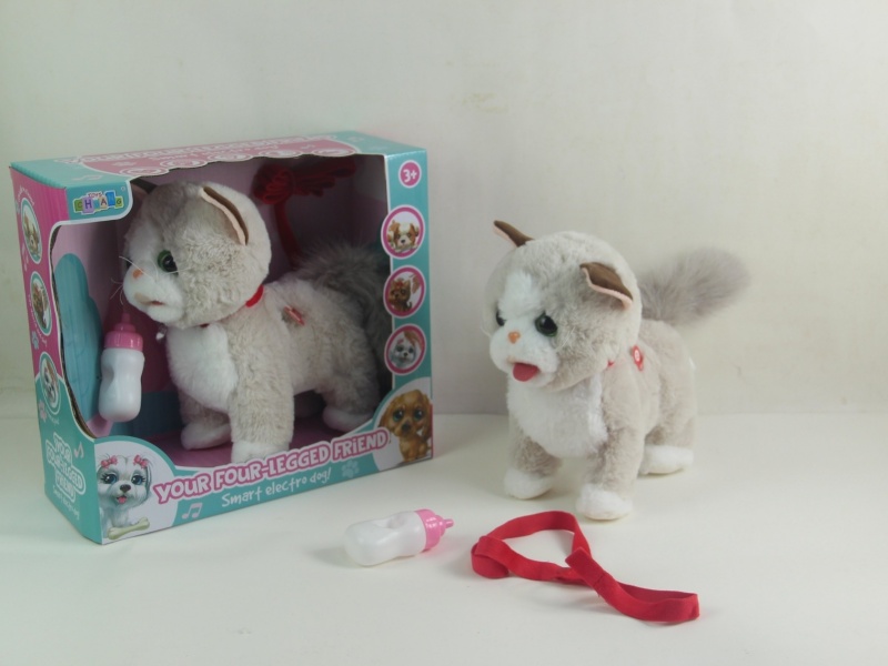 Tongue-Spitting And Milk-Sucking Ragdoll Cat