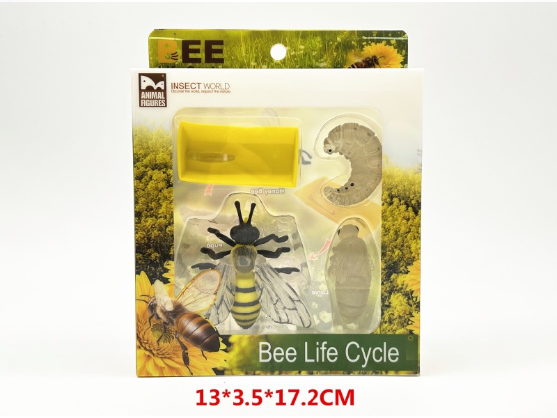 Bee Life Cycle Model