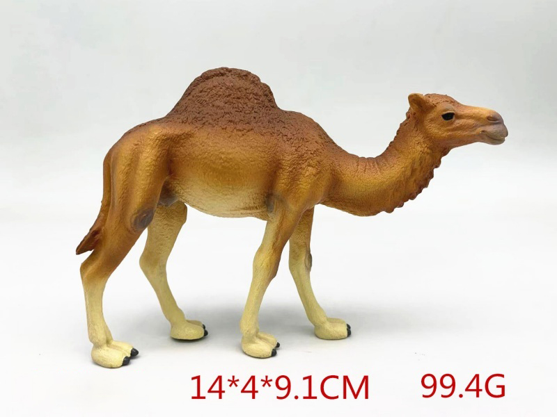 Dromedary Camel