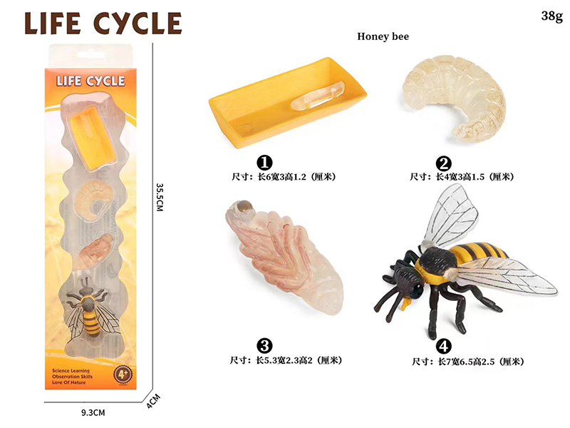 Bee Life Cycle Model 4pcs