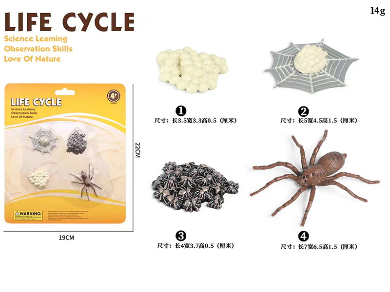 Spider Life Cycle Model 4pcs