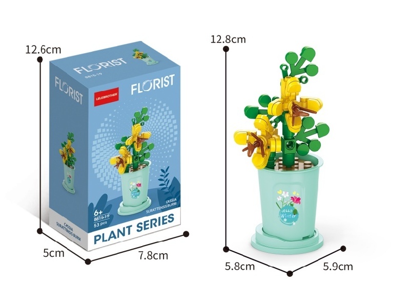 Start Of Winter Yellow Cassia Seed 53 Pcs