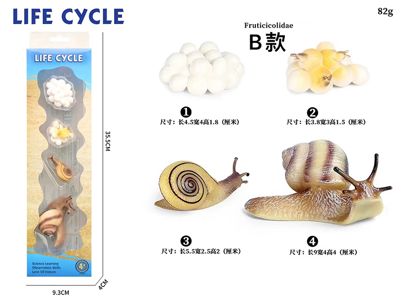 Snail Life Cycle Model 4pcs