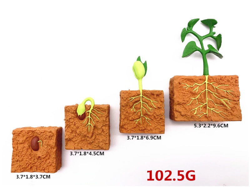 Green Bean Plant Life Cycle Model