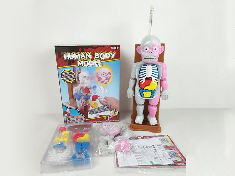 Human Body Model