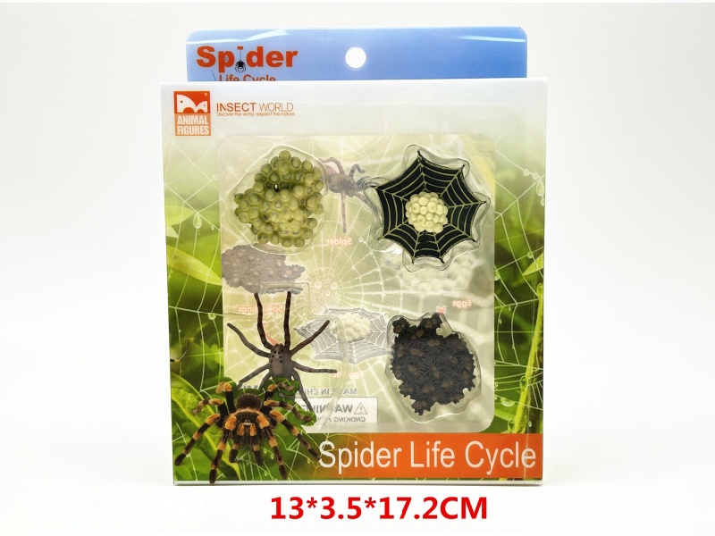 Spider Life Cycle Model