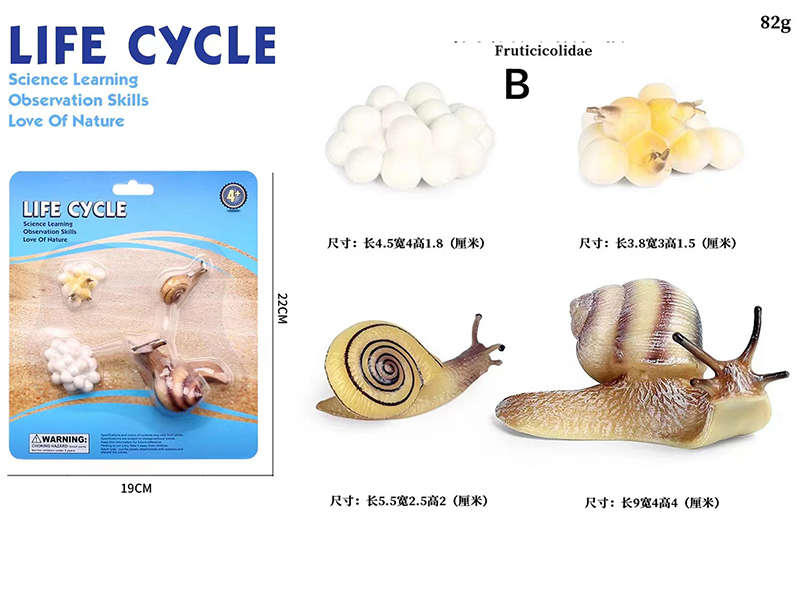 Snail Life Cycle Model 4pcs