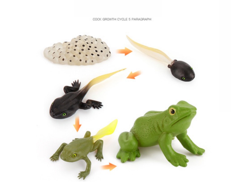 Frogs Life Cycle Model