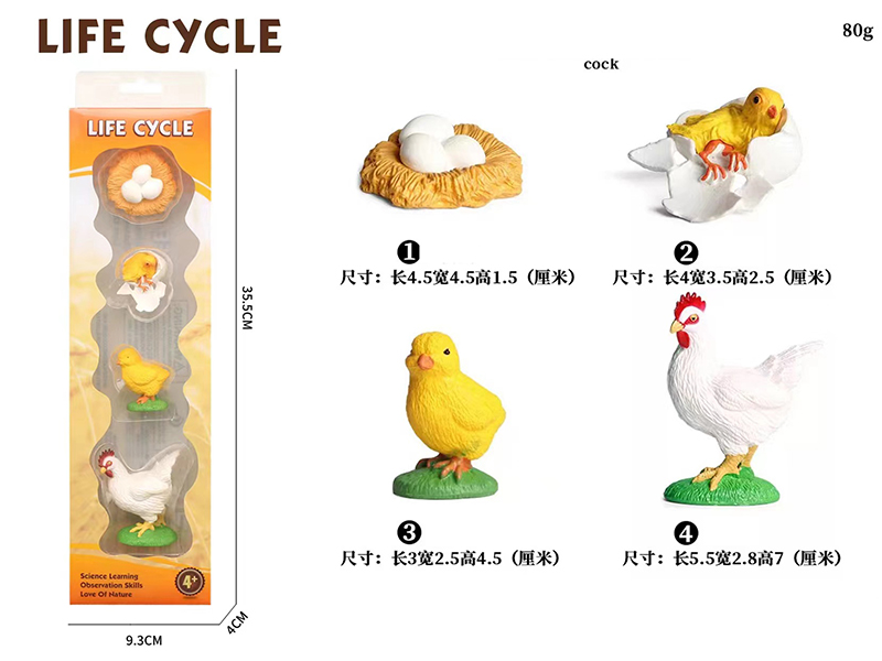 Cook Life Cycle Model 4pcs