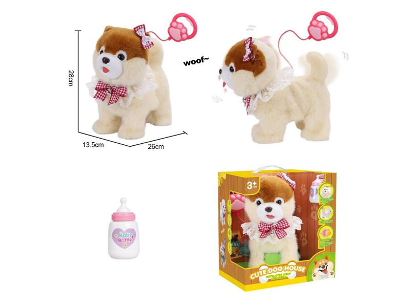 Lapping Pomeranian On A Leash