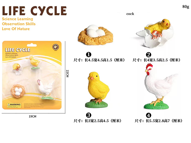 Cook Life Cycle Model 4pcs