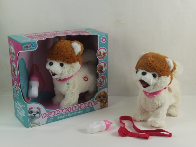 A Tongue-Out And Milk-Sucking Pomeranian