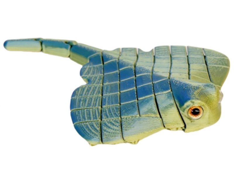 Manta Rays Are 13Cm Long And Have Glass Eyes Attached