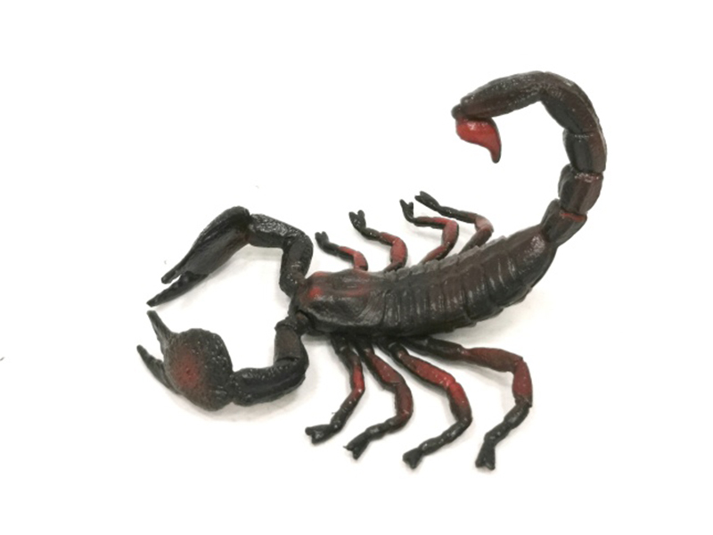 Scorpion Model