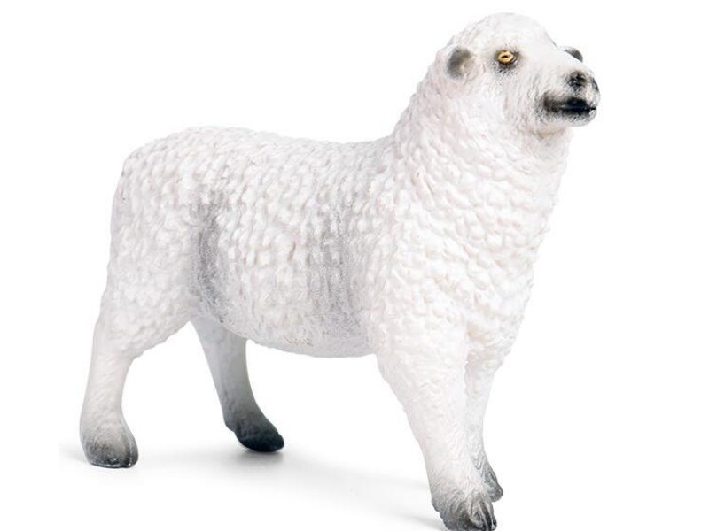 Sheep White
