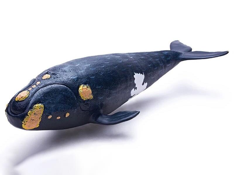 Vinyl Sea Animal Model - Nordcaper Whale