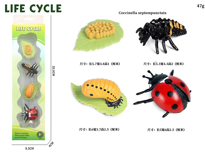 Coccinella Septempunctata Life Cycle Model 4pcs