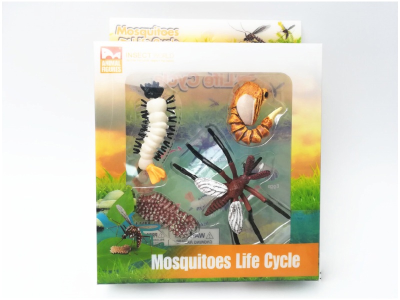 Mosquitoes Life Cycle Model