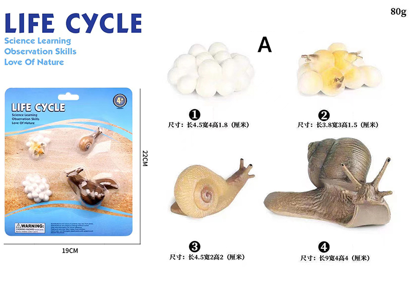 Snail Life Cycle Model 4pcs