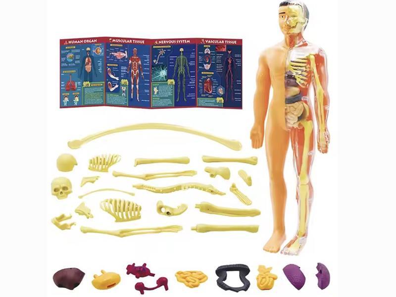 The Human Body Set