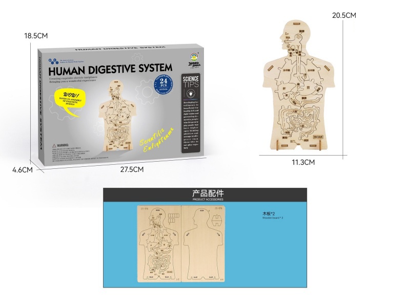 Wood Science And Education Small Experiment - Human Digestion (24Pcs)