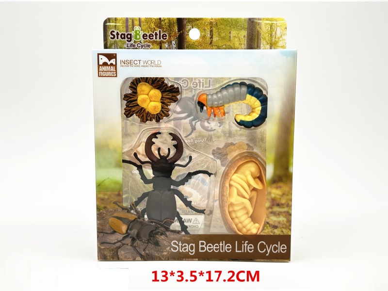 Stag Beetle Life Cycle Model
