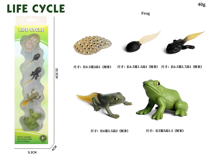 Frog Life Cycle Model 5pcs