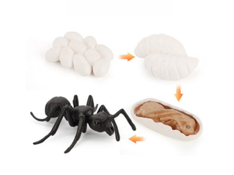Ants Life Cycle Model