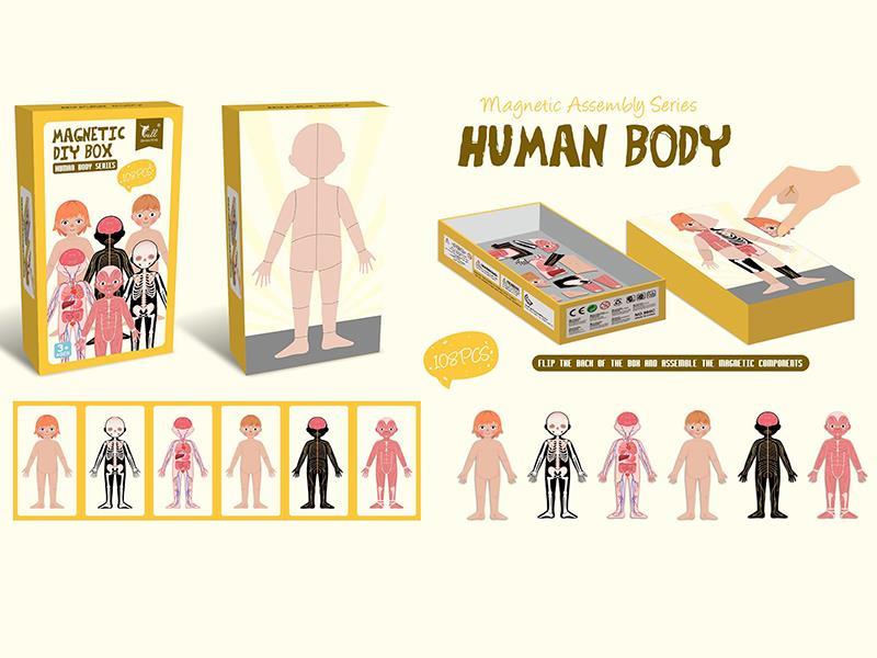 Magnetism Puzzle(Human Body)