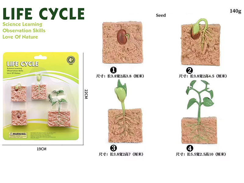 Seed Life Cycle Model 4pcs