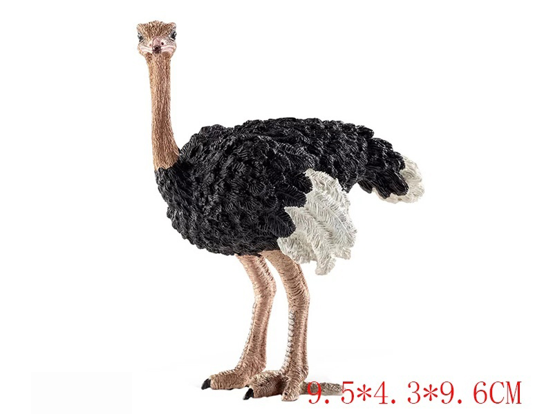 Male Ostrich
