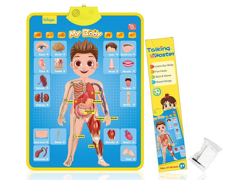 Human Structure Wall Chart With  Sound