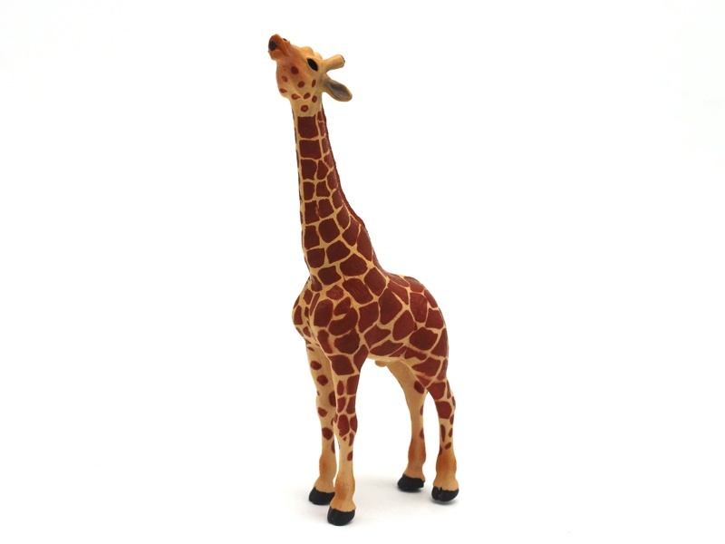 Male Giraffe