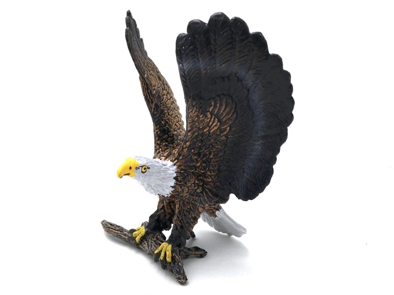 White-Headed Sea Eagle