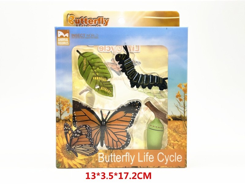 Butterfly Life Cycle Model