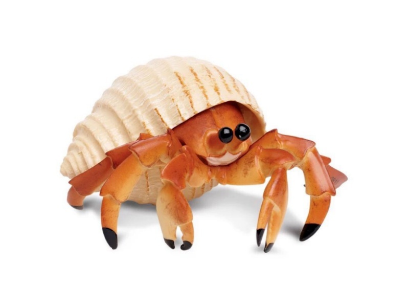Parasitic Crab
